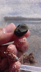 Nerita funiculata