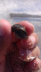 Nerita funiculata