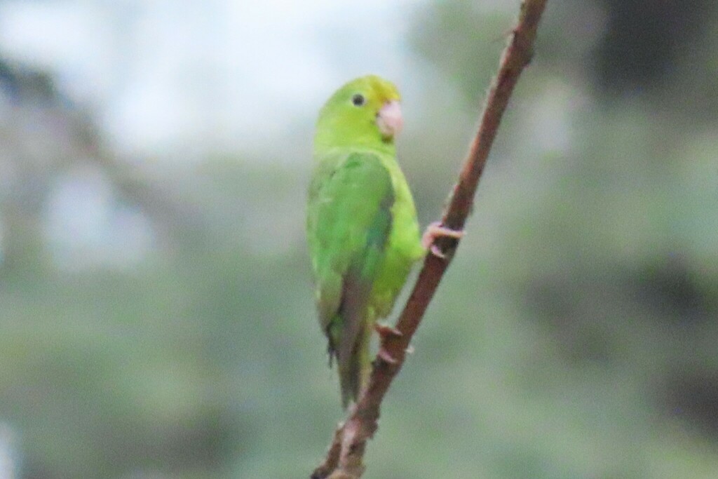 Cotorrita Aliturquesa, Forpus spengeli
