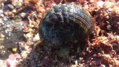 Nerita funiculata