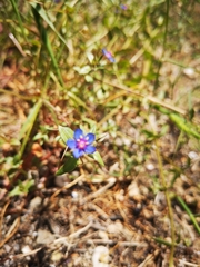 Anagallis