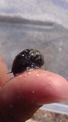Nerita funiculata