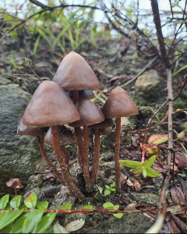 Zapotecorum
