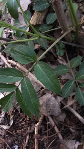 American black elderberry