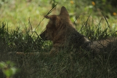 Lycalopex culpaeus andinus