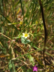 Blackstonia perfoliata intermedia