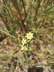 Blackstonia perfoliata intermedia