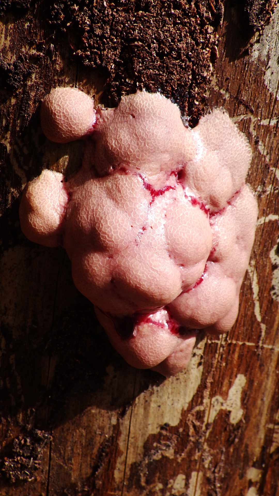 Amaurochaete atra