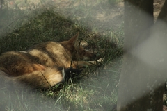 Lycalopex culpaeus andinus