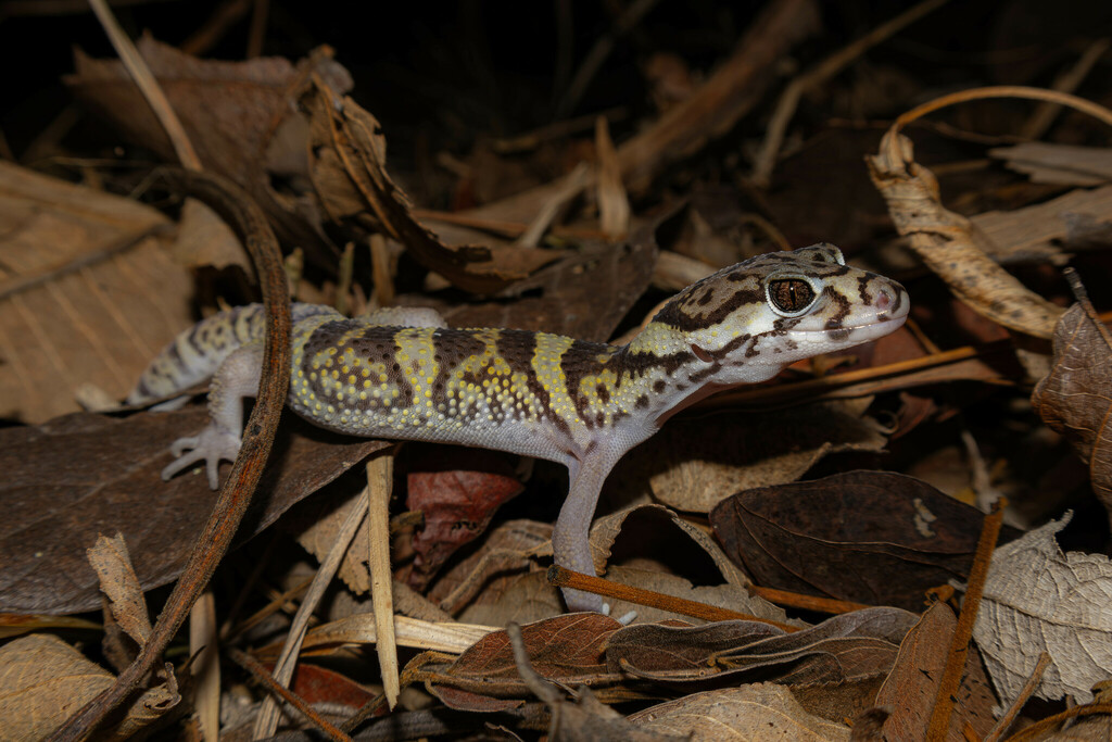 Central American Banded Gecko