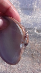 Megapitaria aurantiaca