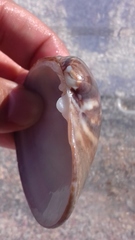 Megapitaria aurantiaca