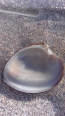 Megapitaria aurantiaca