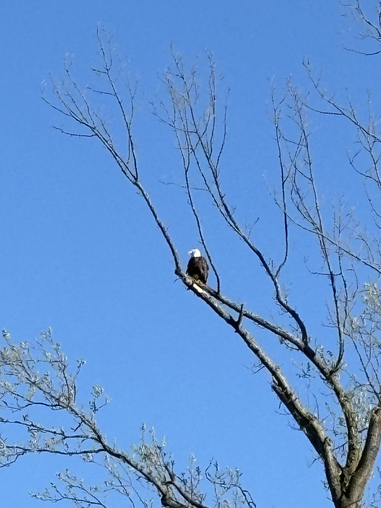 Bald Eagle from Grand Ravines County Park (North), Jenison, MI, US on ...