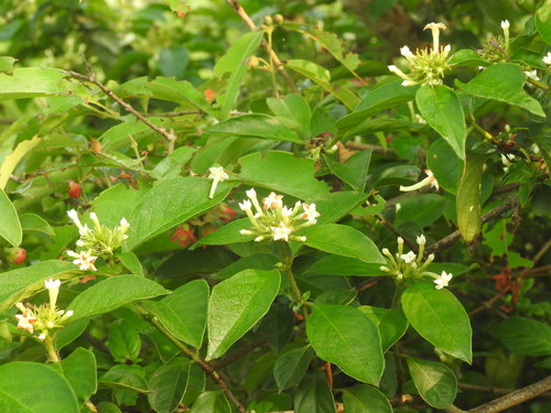 Mussaenda kwangtungensis