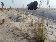 Cyperus conglomeratus