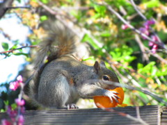 Sciurus carolinensis