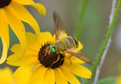 Esenbeckia incisuralis
