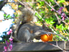 Sciurus carolinensis