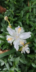 Iris japonica