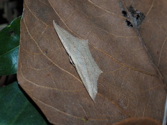 Timandra stueningi