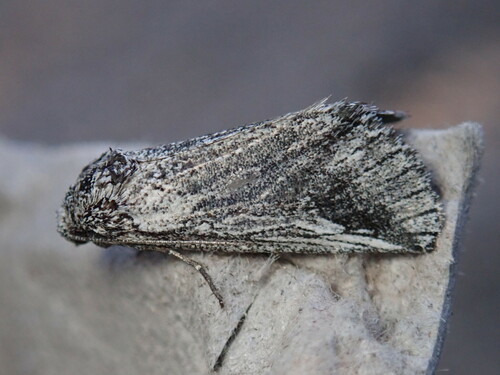 Oxycnemis fusimacula photo 4
