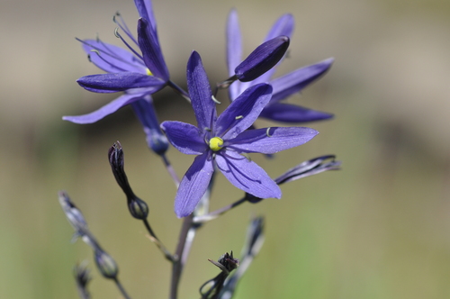 great camas