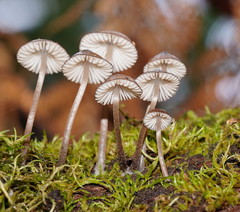 Mycena mulawaestris