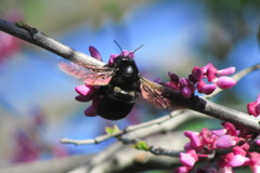 Xylocopa sonorina