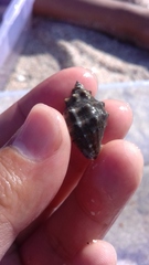 Stramonita biserialis