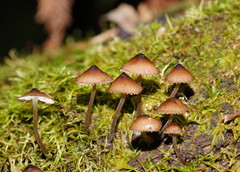 Mycena mulawaestris