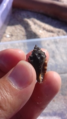 Stramonita biserialis