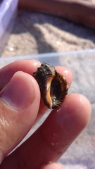 Stramonita biserialis