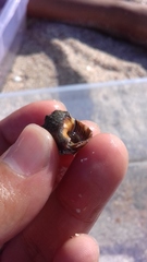 Stramonita biserialis