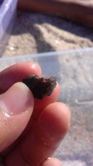 Stramonita biserialis