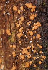 Trichoderma nothescens