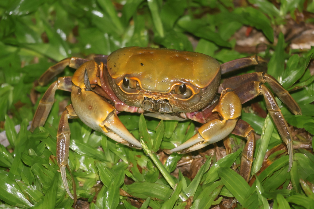 Nanhaipotamon formosanum