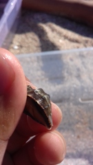 Stramonita biserialis