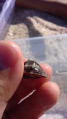 Stramonita biserialis