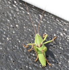 Pediodectes haldemanii