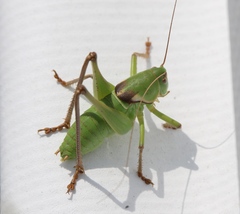 Pediodectes haldemanii