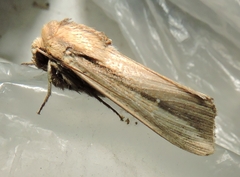 Leucania stenographa