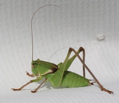 Pediodectes haldemanii