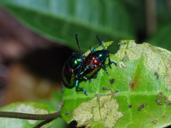 Platycorynus sauteri