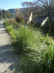 Cortaderia selloana