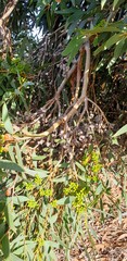 Eucalyptus diversifolia