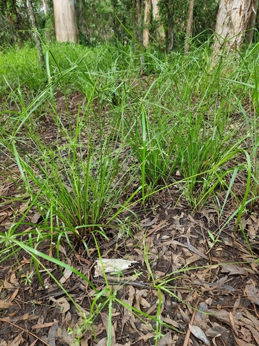 Cyperus trinervis