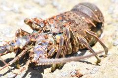 Panulirus inflatus