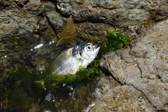 Caranx caninus