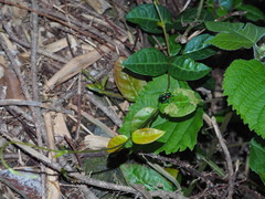 Platycorynus sauteri